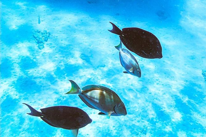 Adults Only Catalina Bay Small Group Snorkel & Sunset Sail - Snacks and open bar: the Dutch sandwiches (and grilled cheese) matter