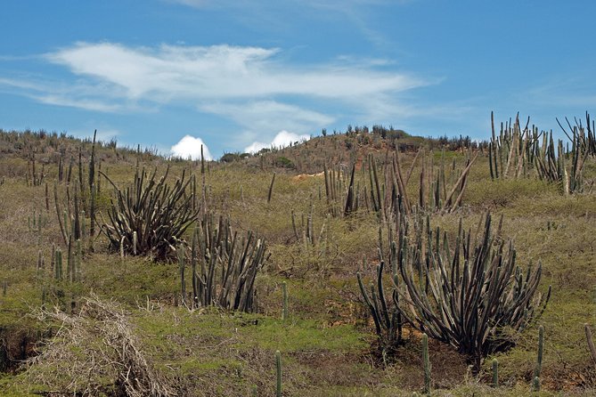 Arikok Adventurous Hiking Experience in Aruba - Wildlife and plants: spotting Shoco, Prikishi, geckos, and the point of protected habitats