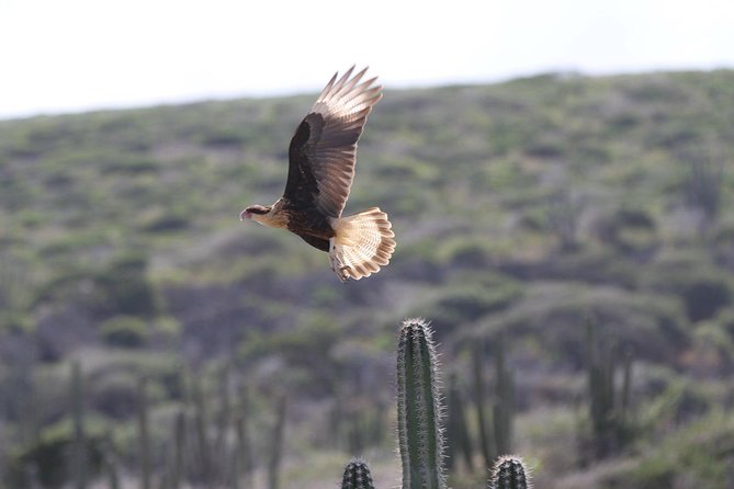Arikok Adventurous Hiking Experience in Aruba - History stops that make the rocks feel human: old sites, cave art, and gold-mining context