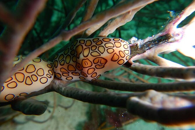Aruba 2-Tank Dive Excursion for Certified Divers - Gear and certification rules: how to avoid getting turned away