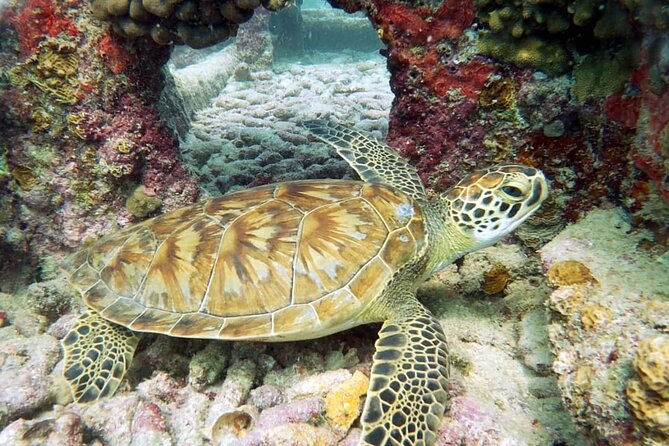 Aruba 2-Tank Dive Excursion for Certified Divers - A note on weather and changing sites (and one rare red flag)