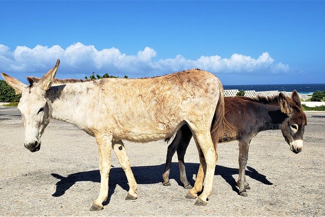Aruba Baby Beach Express Tour - Price and Value: Why $55 Can Make Sense (and When It Won’t)