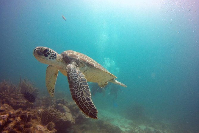 Aruba Certified Scuba Diving - Off-the-boat back-roll entry: what to listen for
