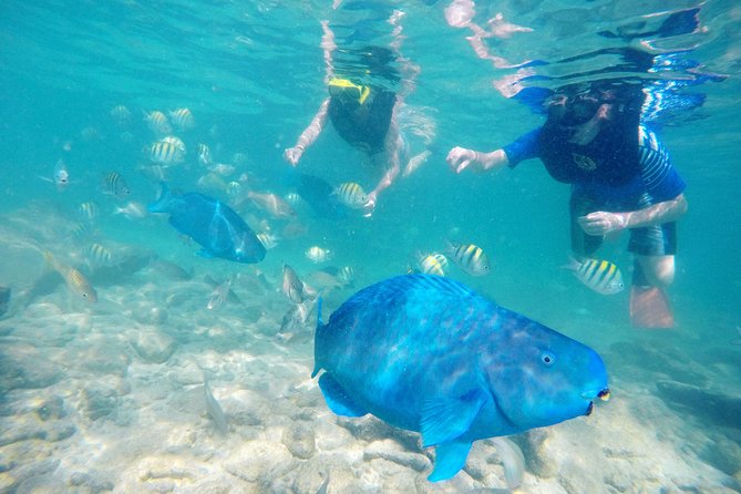 Aruba De Palm Island All-Inclusive Day Trip with Transport - Going deeper than snorkeling: Snuba and Sea Trek (extra cost, no certification)