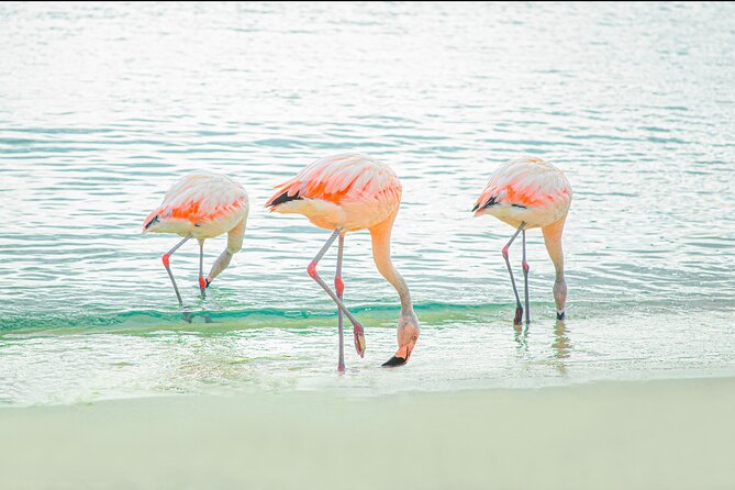 Aruba De Palm Island All-Inclusive Day Trip with Transport - Water slides and banana boats: fun for families, with real safety limits