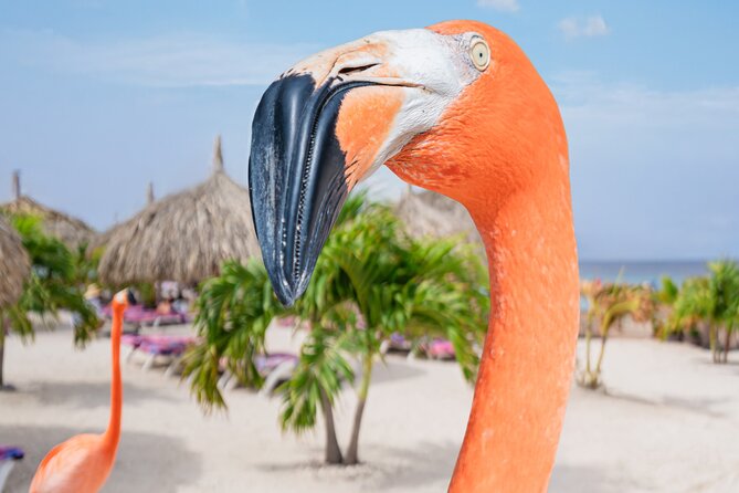 Aruba De Palm Island All-Inclusive Day Trip with Transport - Flamingos and premium seating: where the upgrade can change the whole vibe