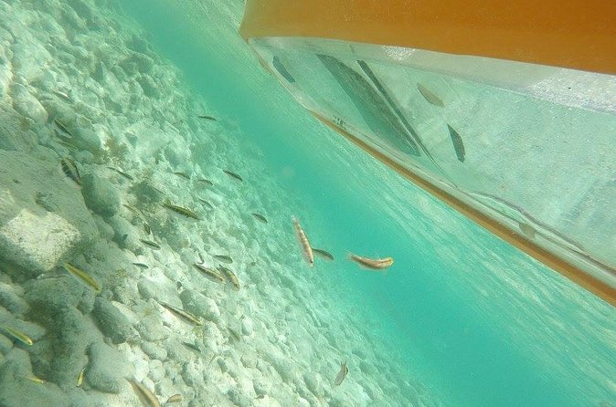 Aruba Glass Bottom Kayak Tour through the Mangrove Forest - Guides like Zenon, Mick, JD, and Lee make or break the day