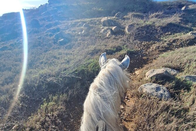 Aruba Horseback Riding Tour For Advanced Riders - Timing and pickup: be early because vans move fast