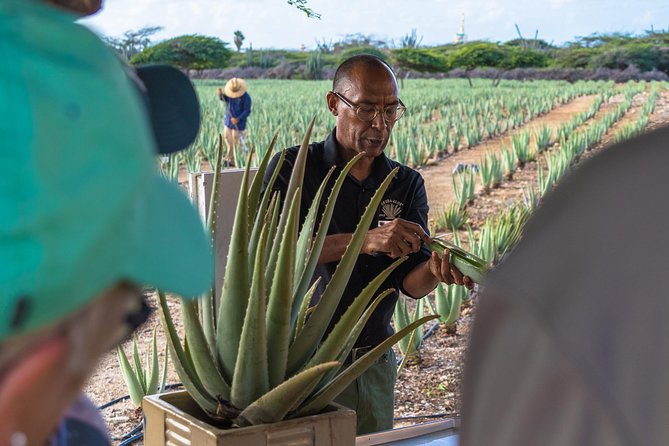 Aruba Island Sightseeing Tour Plus Arashi Beach Visit - The half-day Aruba plan that actually makes sense