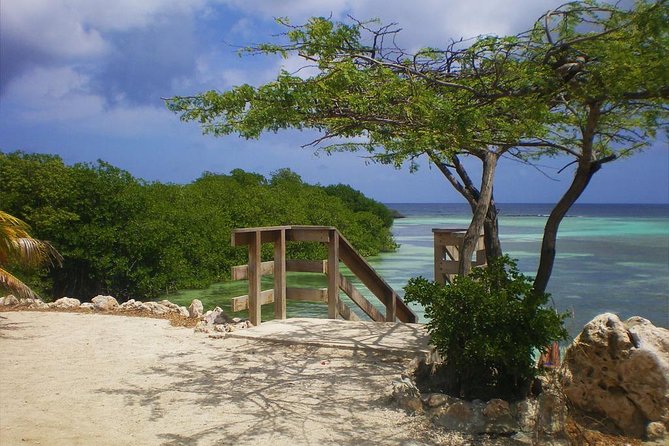 Aruba Mangel Halto and Baby Beach Snorkeling Guided Tour - Stop 1: Mangel Halto Beach for mangrove vibes and easy wading