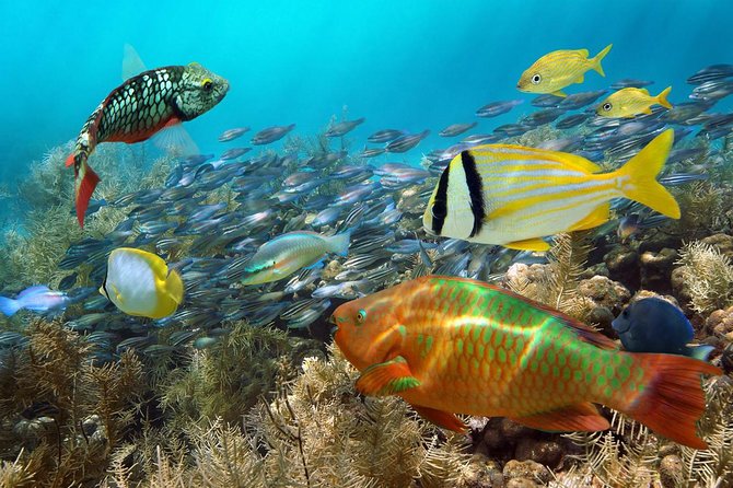 Aruba Mangel Halto and Baby Beach Snorkeling Guided Tour - What you really get when the tour includes instruction and gear