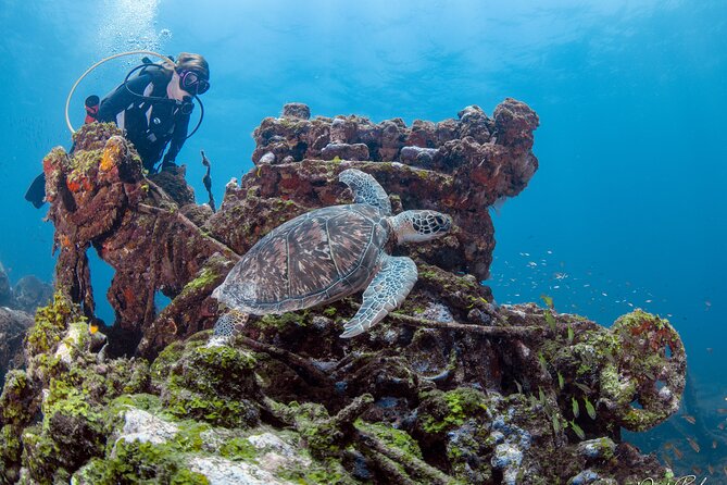 Aruba One or Two Tank Scuba Dive - Practical tips so your day feels smooth