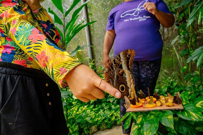 Aruba Sightseeing Tour with Transport - Stop 2: Aruba Aloe Factory Museum and Store (Quick, but Meaningful)