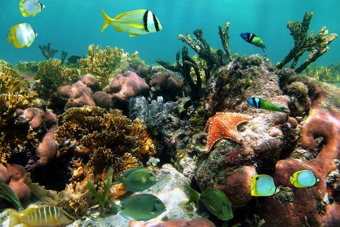 Aruba Snorkeling Tour: Mangel Halto and Baby Beach - Timing, van pickup, and how the day flows