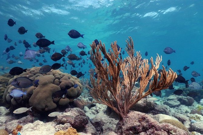 Aruba Snorkeling Tour: Mangel Halto and Baby Beach - Guides make or break snorkeling days