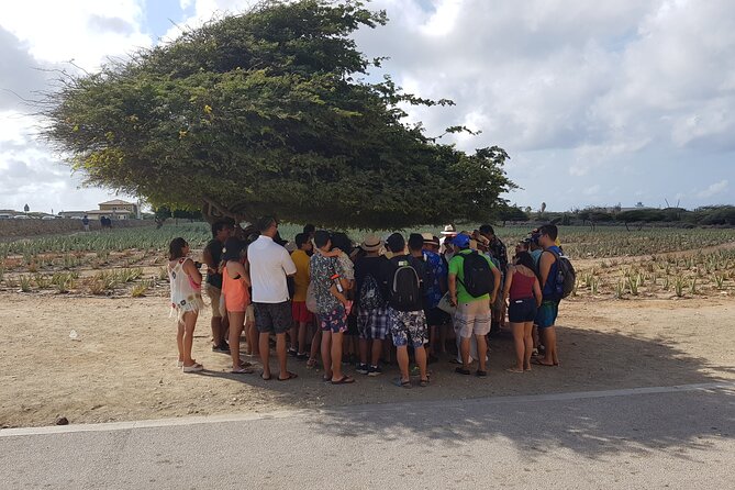 Full-Day Aruba Sightseeing island Tour with Baby Beach Swim - Stop 6: Bushiribana Ruins and the cave pool stop