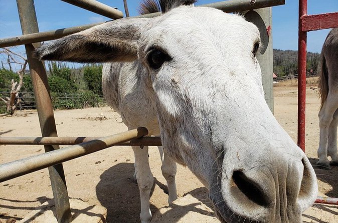 Half-Day Aruba Animal Sanctuary Guided Tour - Comfort tips: water, sun, and what to bring