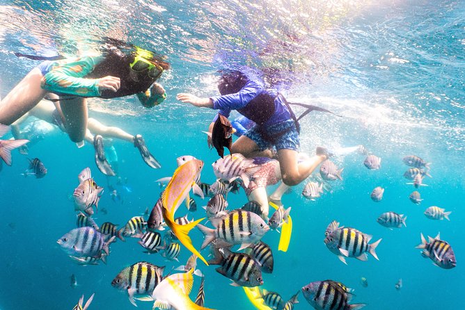 Half-Day Snorkel Sail Tour with Caribbean Lunch - Malmok Reef and the third stop: clearer water, more fish odds