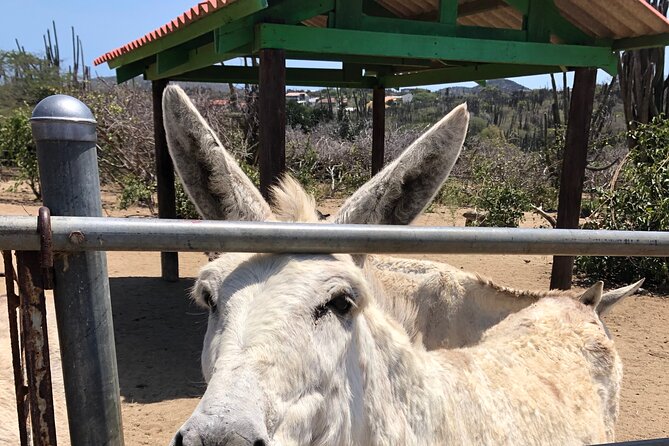 Half day Tour - Donkey Sanctuary Aruba: Feeding Time and Photo Smiles