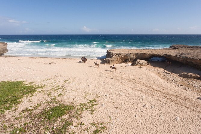 Horseback Riding Wariruri Beach Tour in Aruba - Key Points Before You Go