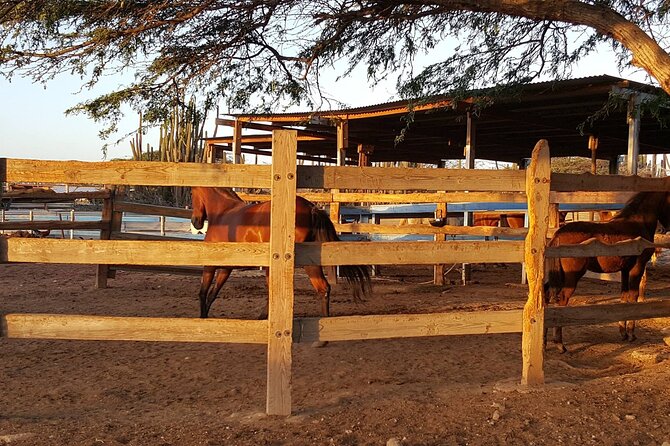 Horseback Riding Wariruri Beach Tour in Aruba - From Paradera to the North Coast: The Ride Build-Up