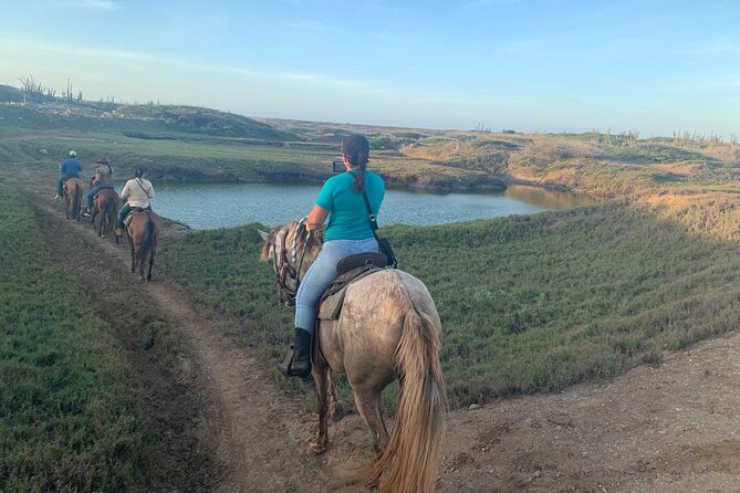 Horseback Riding Wariruri Beach Tour in Aruba - The Horses: Calm, Well Taken Care Of, and Built for First-Timers