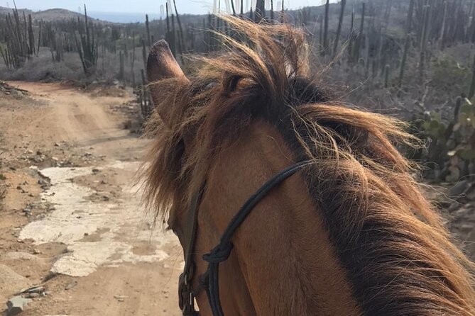 Horseback Riding Wariruri Beach Tour in Aruba - Transfers and Meeting Point: How Not to Waste Time