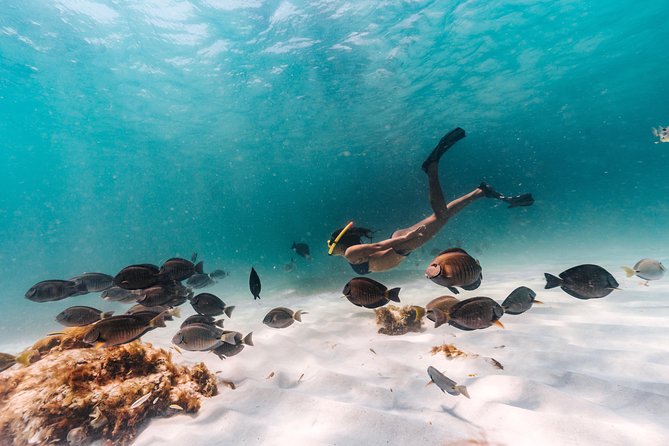 Iconic Aruba Sail and Snorkel Experience - Key takeaways before you go