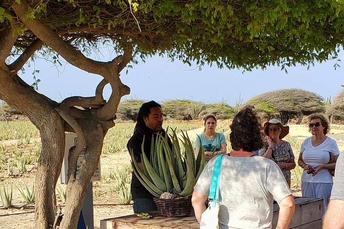 Made in Aruba Sightseeing Tour - Stop 1: Aruba Aloe Factory, Museum and Store