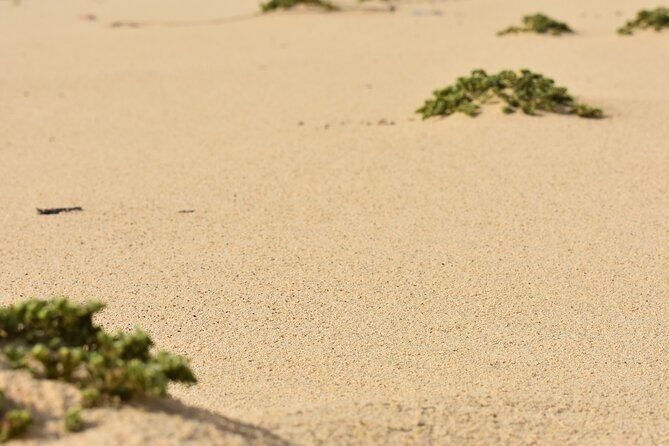Private Aruba National Park Hiking & Natural Pool Swimming - Boca Ketu: The Chance to Swim Again If Seas Behave