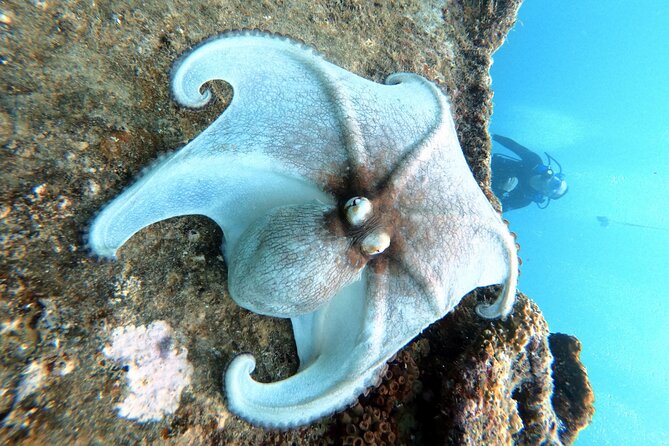 Private First-Time Dive on Aruba’s Reef and Wreck Site - Meet-up and getting to the water from Savaneta
