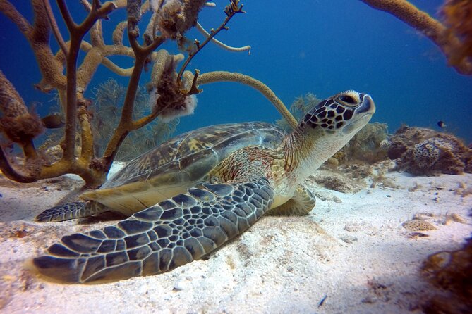 Private First-Time Dive on Aruba’s Reef and Wreck Site - Shallow-water practice: where nerves turn into confidence