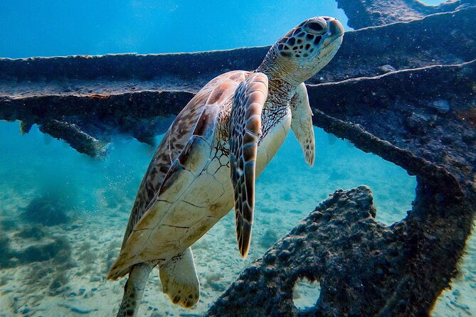 Private First-Time Dive on Aruba’s Reef and Wreck Site - Gear and comfort: the fin detail that can surprise you