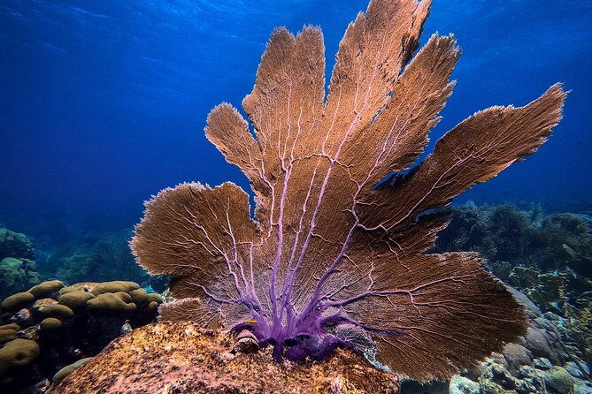 Private First-Time Dive on Aruba’s Reef and Wreck Site - Who this is for (and who may want extra caution)