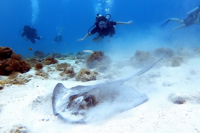 Private First-Time Dive on Aruba’s Reef and Wreck Site - Photos, videos, and memory-making you’ll actually use
