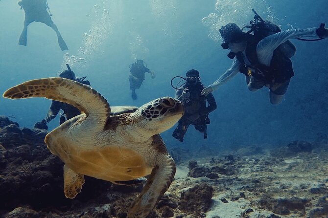 Private First-Time Dive on Aruba’s Reef and Wreck Site - How long it takes and what to plan around
