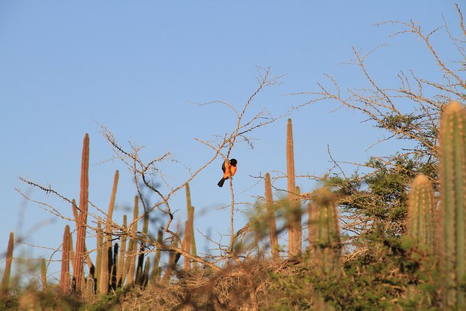 Private nature tour: Aruba's highest point & pristine coral reef - Eco-friendly by design: what you’re really paying for