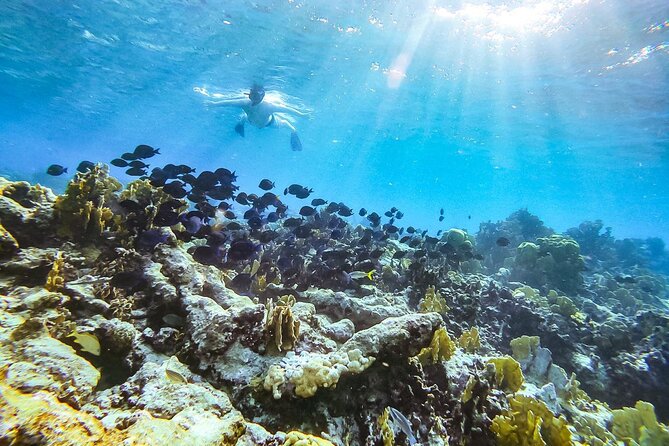 Private snorkel with 2 stops in Aruba - Eco-friendly! - Why This Private Aruba Snorkel Feels Different