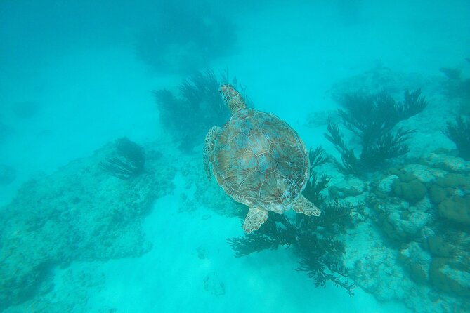 Private snorkel with 2 stops in Aruba - Eco-friendly! - Private Snorkel Tour Value: What You Pay For