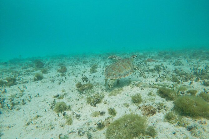 Private snorkel with 2 stops in Aruba - Eco-friendly! - Why No Boat Matters: Quieter Water, Less Stress for Wildlife