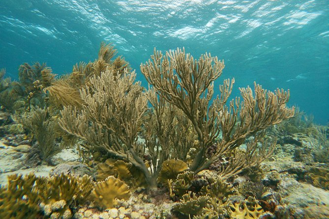 Private snorkel with 2 stops in Aruba - Eco-friendly! - Gear, Comfort, and Getting the Most Out of the Water