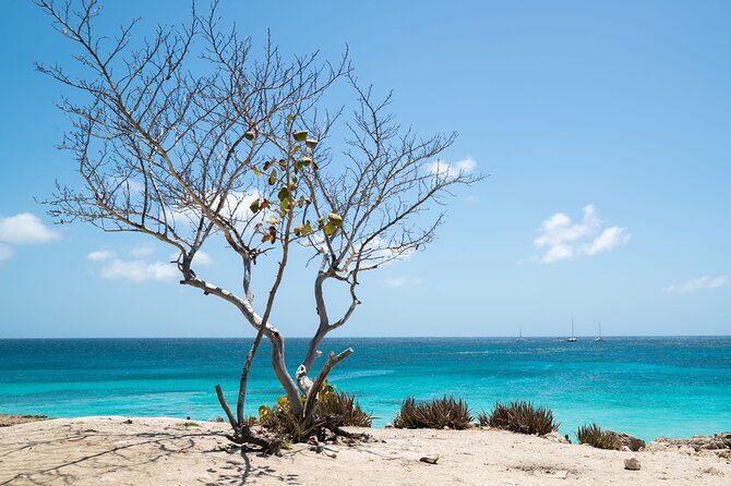 Private snorkel with 2 stops in Aruba - Eco-friendly! - What the Guide Actually Does In the Water