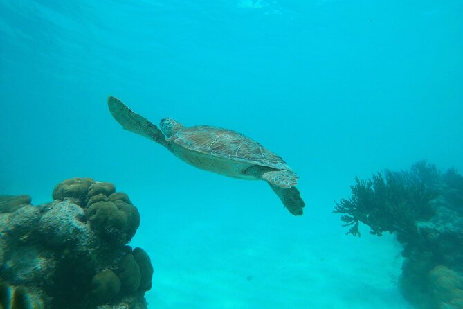 Private snorkel with 2 stops in Aruba - Eco-friendly! - Price, Photo Value, and the Snorkeling-Skill Question