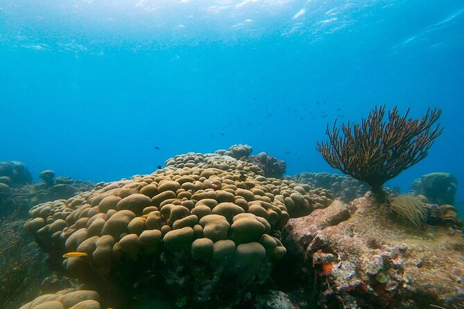 Private snorkel with 2 stops in Aruba - Eco-friendly! - Two-Stop Shore Route: How the Sites Work Together