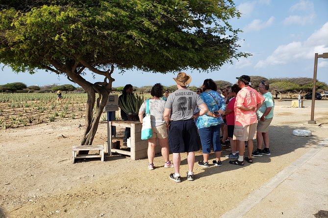Private Tour: Essential Tour of Aruba - A Half-Day Aruba Plan Starting at 8:15, With Real Pickup Convenience
