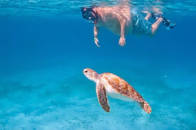 Private Turtle Spotting Snorkeling Excursion in Aruba - Key highlights you’ll care about