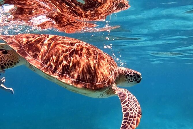 Private Turtle Spotting Snorkeling Excursion in Aruba - Price and value: does $97 make sense?