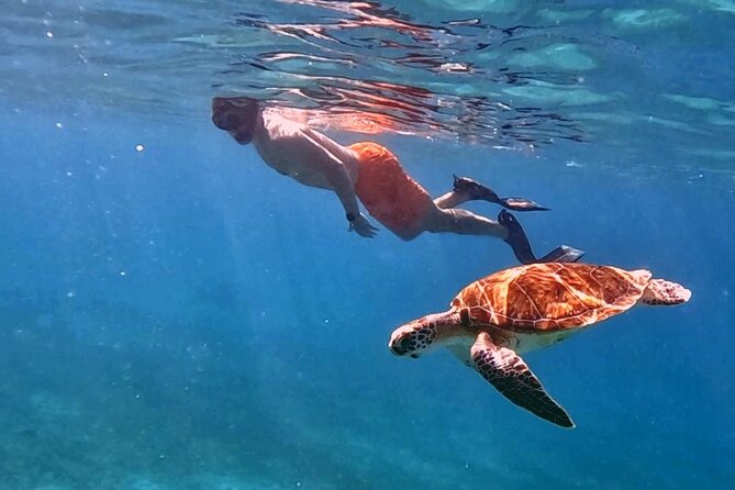 Private Turtle Spotting Snorkeling Excursion in Aruba - The in-water plan: how turtle spotting works here