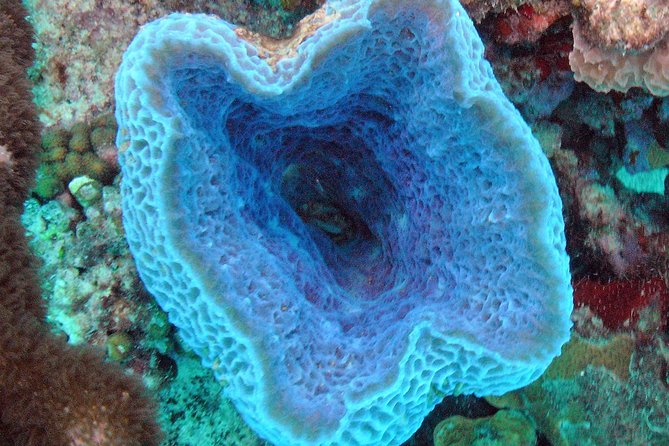 Small-Group Aruba Scuba Diving for Non-Certified Divers - Quick Takeaways Before You Go