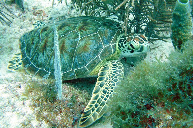 Small-Group Aruba Scuba Diving for Non-Certified Divers - 30 Minutes of Theory That Actually Helps